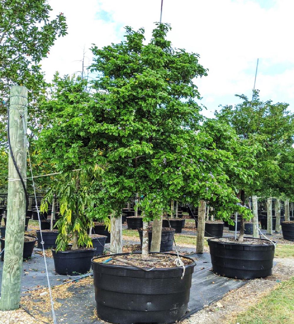 200 gallons Guaiacum Sanctum at TreeWorld Wholesale