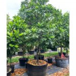 200 gallons japanese fern tree at TreeWorld Wholesale