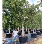 100 gallons lysoloma sabicu at TreeWorld Wholesale