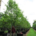 200 gal-michelia alba also known as White Champaca at TreeWorld Wholesale