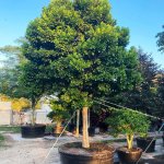 200 gal pigeon plum at TreeWorld Wholesale