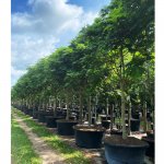 200 gallons pithecilobium arborea lorito tree at TreeWorld Wholesale