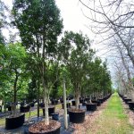 200 gallons spanish stopper at TreeWorld Wholesale