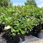 25 gallons plumeria at TreeWorld Wholesale