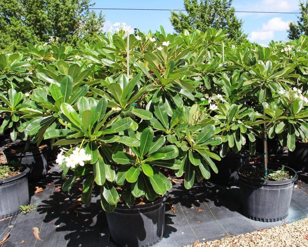 25 gallons plumeria at TreeWorld Wholesale