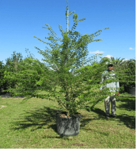 acacia tortuosa poponax
