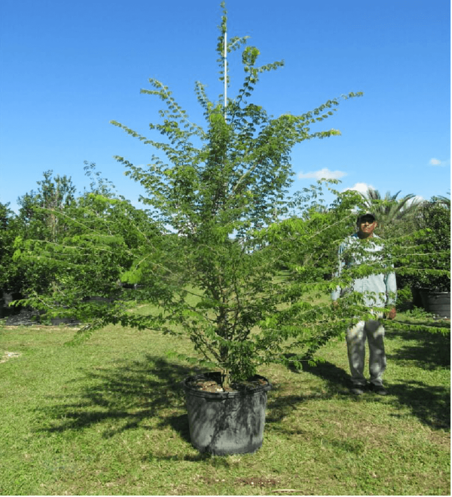 Acacia Tree Medicinal Uses And Benefits Treeworld Wholesale