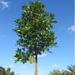 25 gal Artocarpus Heterophyllus as Jackfruit
