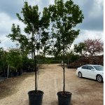 25 gal jamaican dogwood at TreeWorld Wholesale