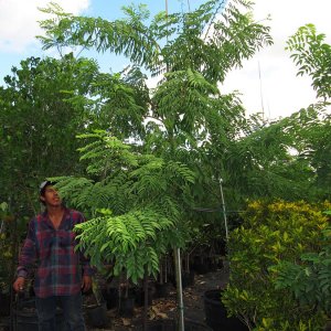 25 gal Lonchocarpus Violaceus (Lancepod)