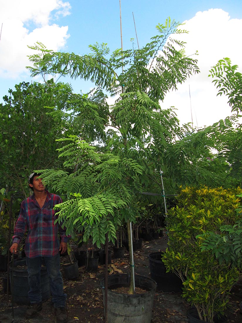 25 gal lonchocarpus violaceus1