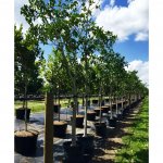 25 gallons ficus aurea at Tree World Wholesale25 gallons ficus aurea at Tree World Wholesale