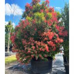 mesua ferrea (ironwood) 300 gall