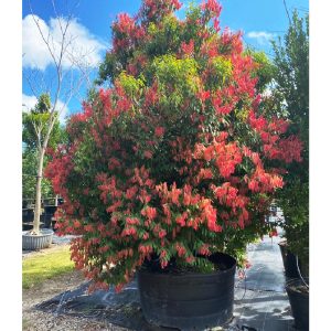 mesua ferrea (ironwood) 300 gall