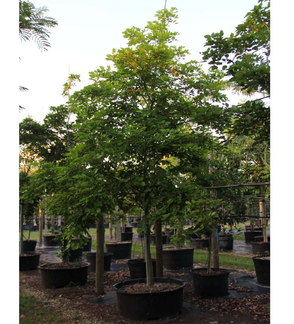 pongamia pinnata (pongam) 300 gal