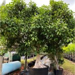 300 gallons ficus aurea at TreeWorld Wholesale