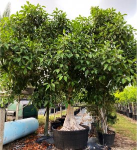 Weeds in trees part 2 300 gallons ficus aurea at TreeWorld Wholesale