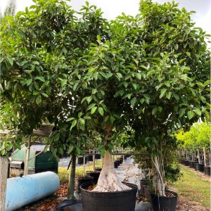 Ficus Aurea for sale