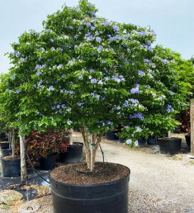 facts about trees 300 gallon Guaiacum Officinale at TreeWorld Wholesale