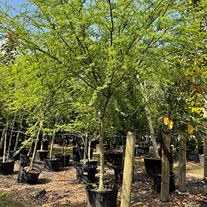 Acacia Farnesiana