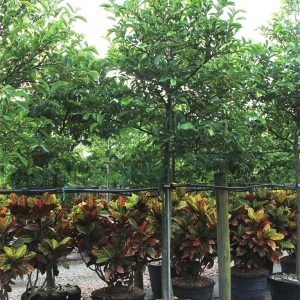 Crasassuia perforata rare haute qualité Lovely Wholesale plantes