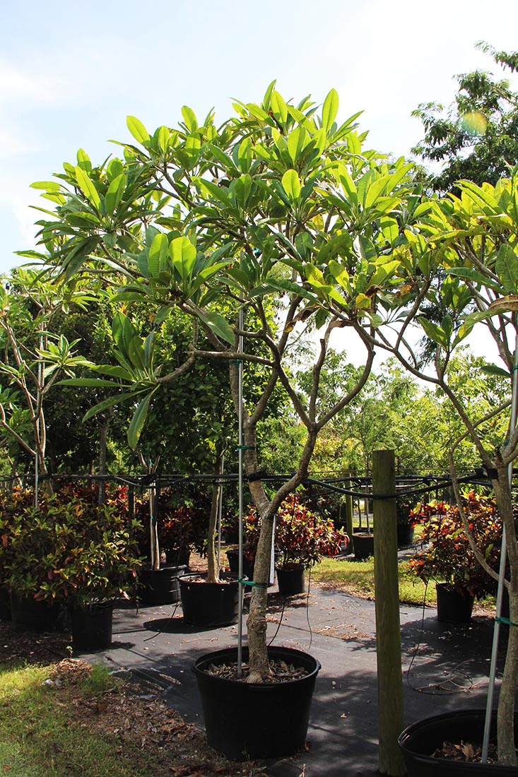 plumeria at TreeWorld Wholesale