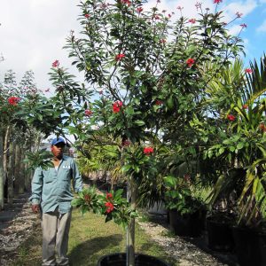 45gal-Jatropha Integerrima (Peregrina)