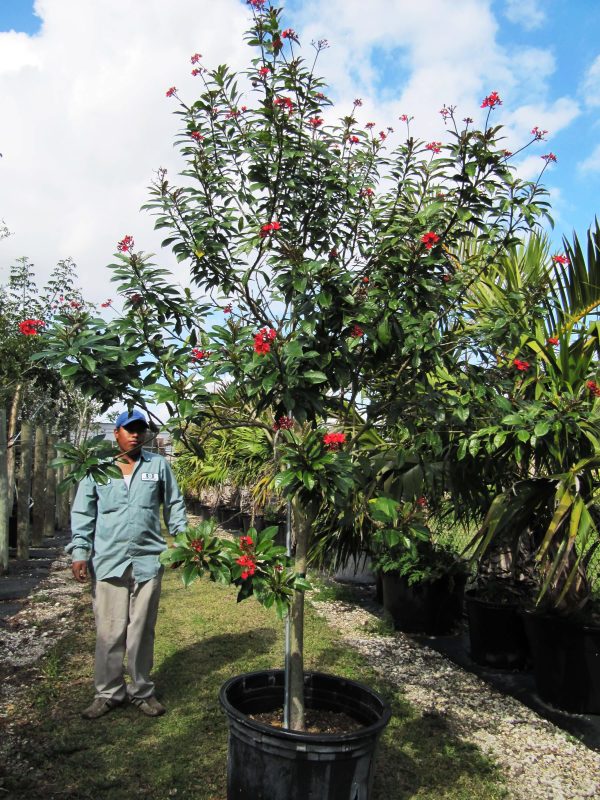 45gal-Jatropha Integerrima (Peregrina)