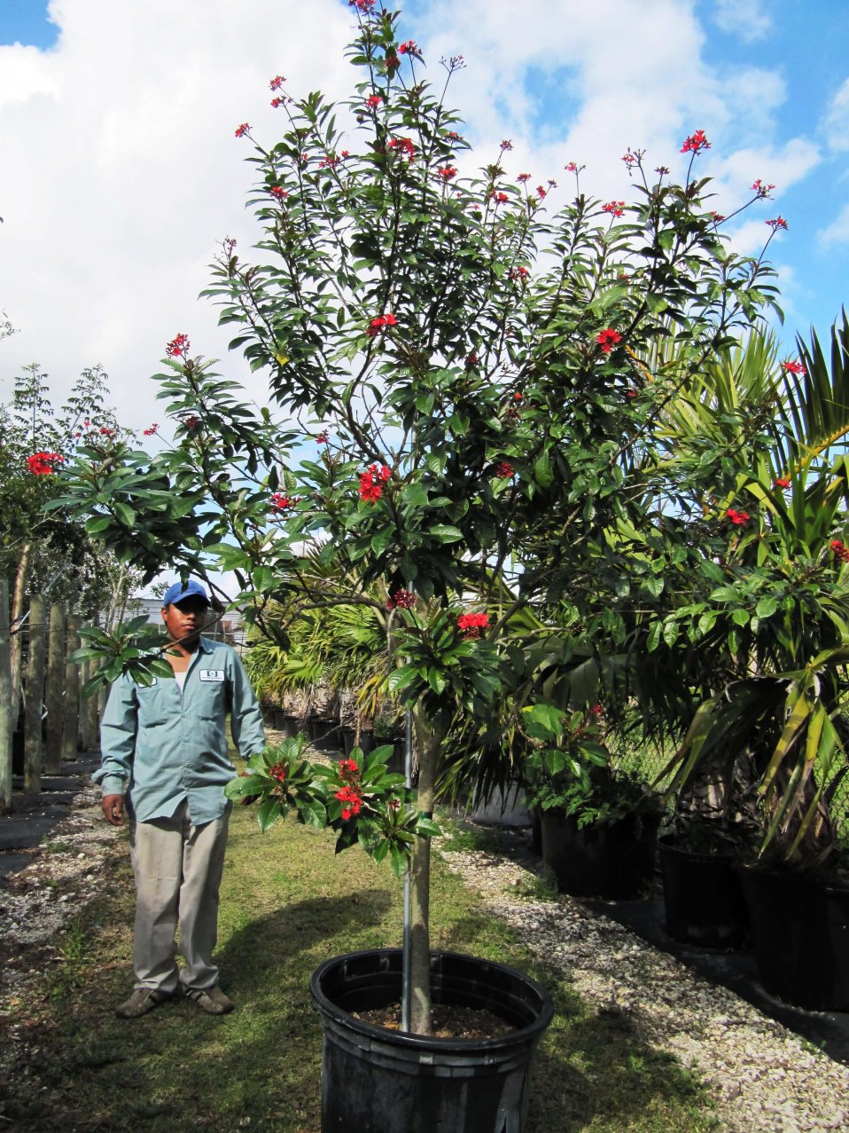 Jatropha Integerrima