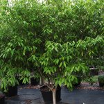 45 - 50 gallons Ocotea Coriacea also known as Lancewood at TreeWorld Wholesale