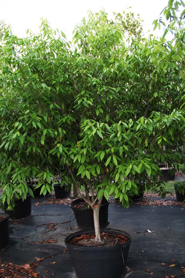 45 - 50 gallons Ocotea Coriacea also known as Lancewood at TreeWorld Wholesale