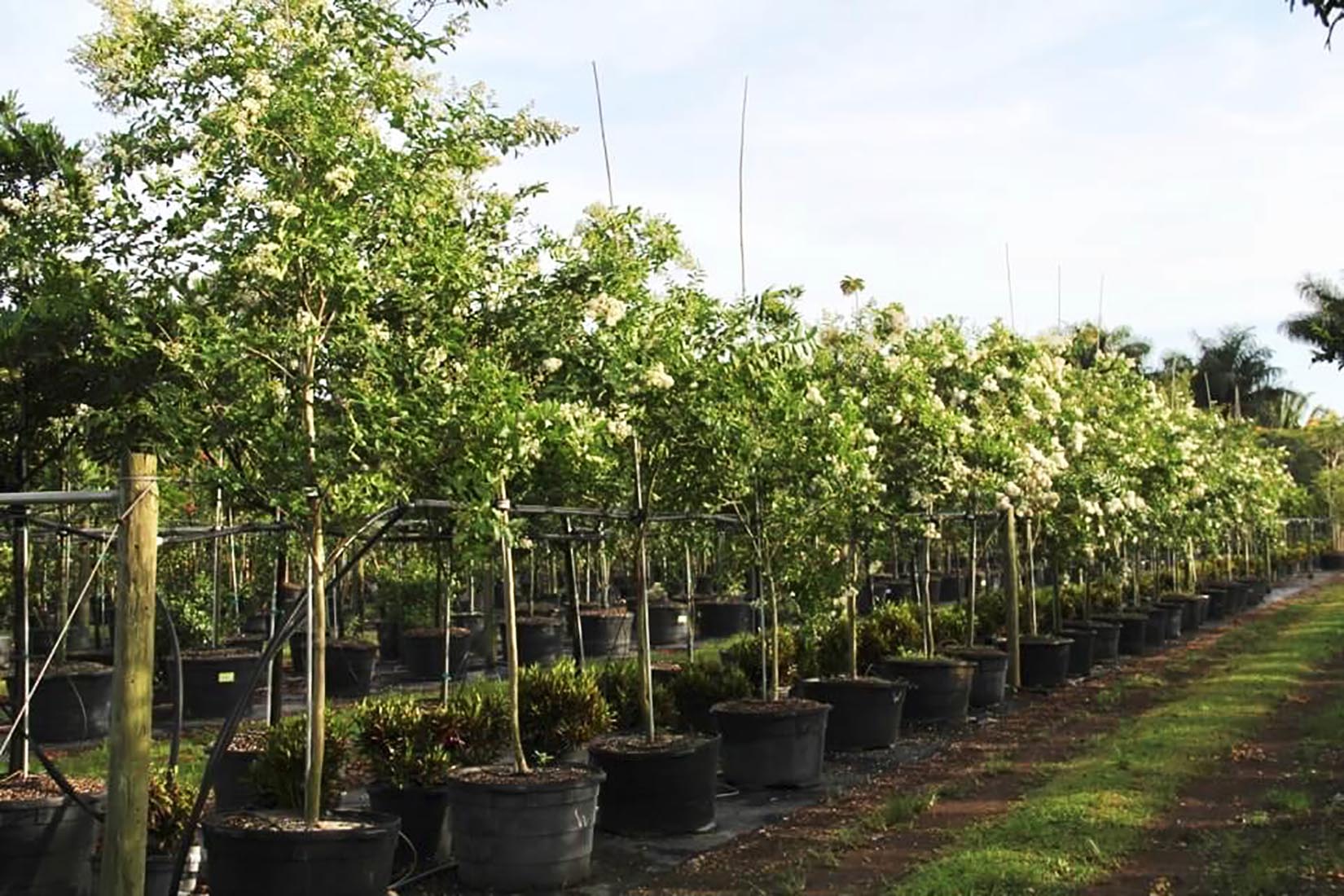 45 gal lagerstroemia indica at TreeWorld Wholesale