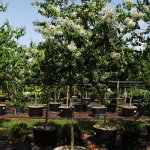 45 gal lagerstroemia indica 3 at TreeWorld Wholesale