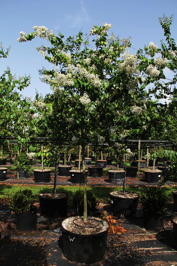 Lagerstroemia indica (Natchez)