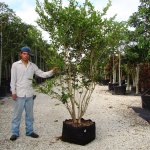 Ligustrum Japonicum for sale (Recurvifolium)