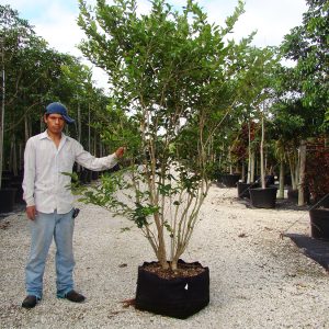 45 gal Ligustrum Japonicum (Recurvifolium)