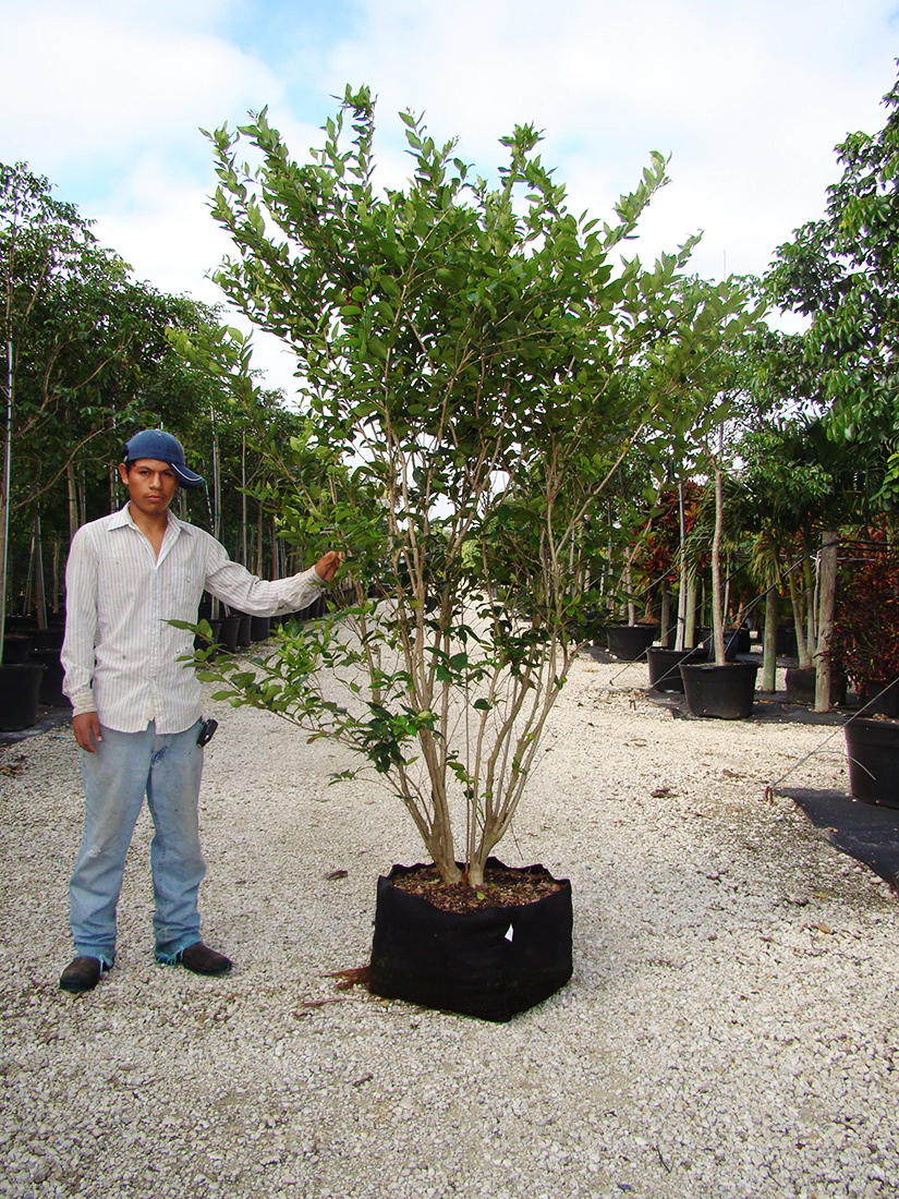 Ligustrum Japonicum