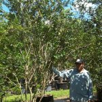 45 gal ligustrum lucidem bush at TreeWorld Wholesale