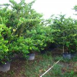 45 gal ligustrum lucidem bush row at TreeWorld Wholesale