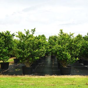 45 gal ligustrum lucidem bush at TreeWorld Wholesale