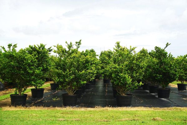 45 gal ligustrum lucidem bush at TreeWorld Wholesale