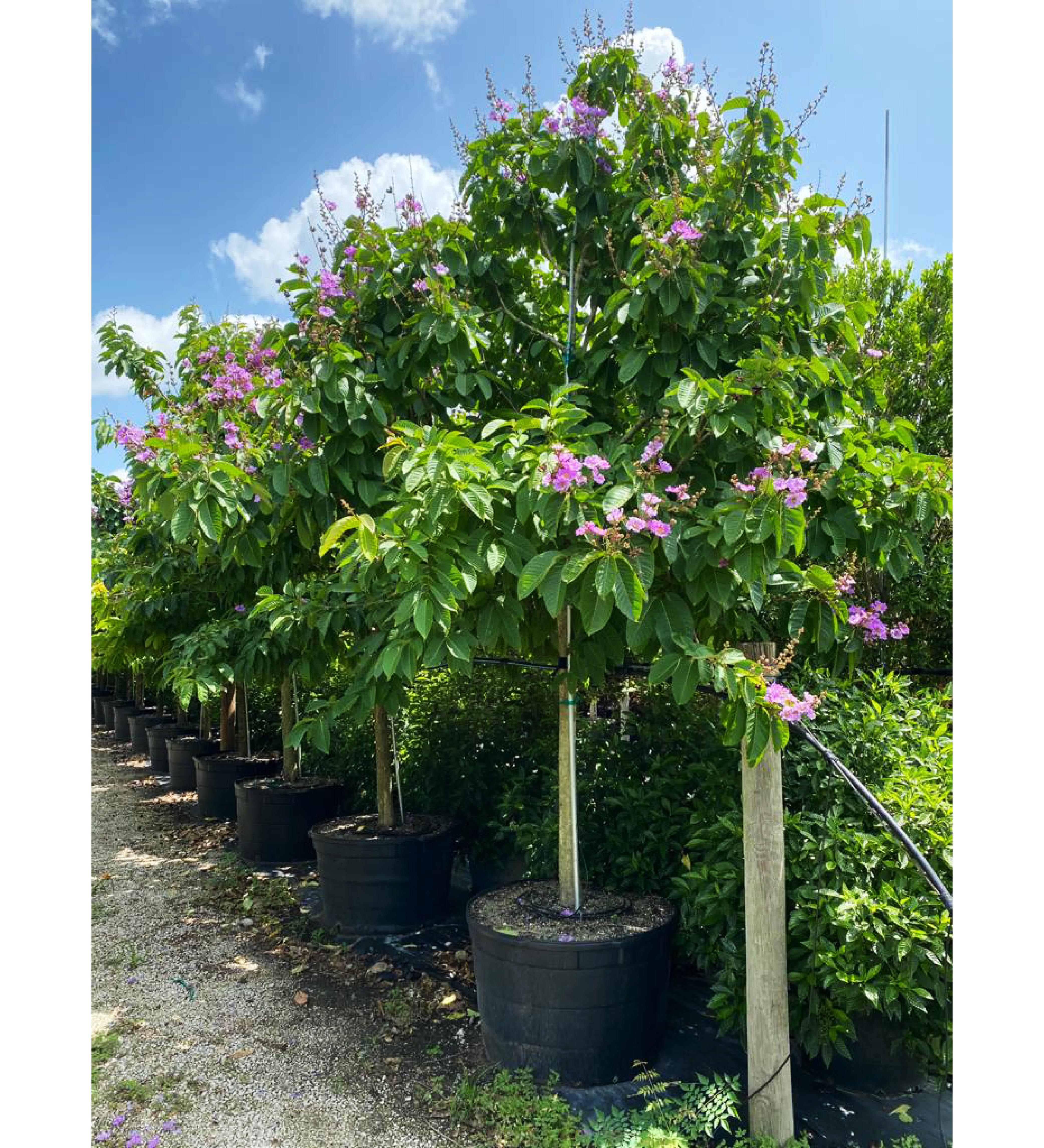 45 gallon crape myrtle at TreeWorld Wholesale