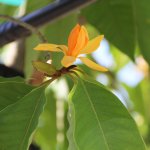 michelia champaca (orange champaca)