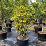 50 gallons Limber Caper at TreeWorld Wholesale
