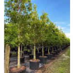 50 gallons Ilex cassine tree row at TreeWorld Wholesale