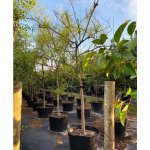 50 gallons parkinsonia aculeata also known as Jesuralem Thorn at TreeWorld Wholesale