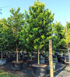 drought tolerant trees 50 gal bayrum at TreeWorld Wholesale