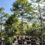 50 gallons eucalyptus deglupta at TreeWorld Wholesale