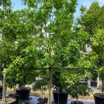 50 gallons Inkwood at TreeWorld Wholesale