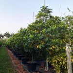 50 gallons japanese fern tree row at TreeWorld Wholesale